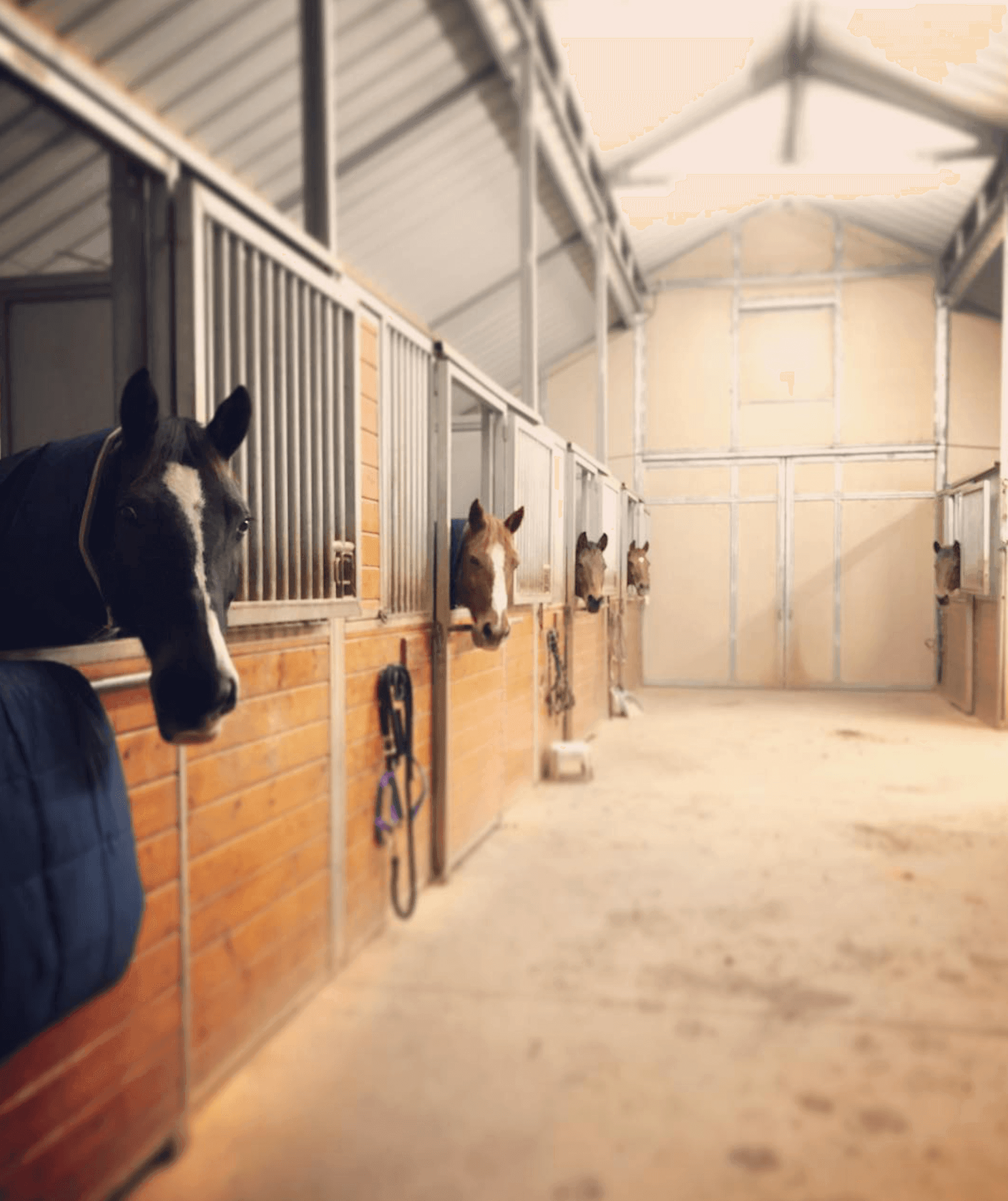 Horses peering from stable stalls inside an indoor barn with wooden walls and metal gates.