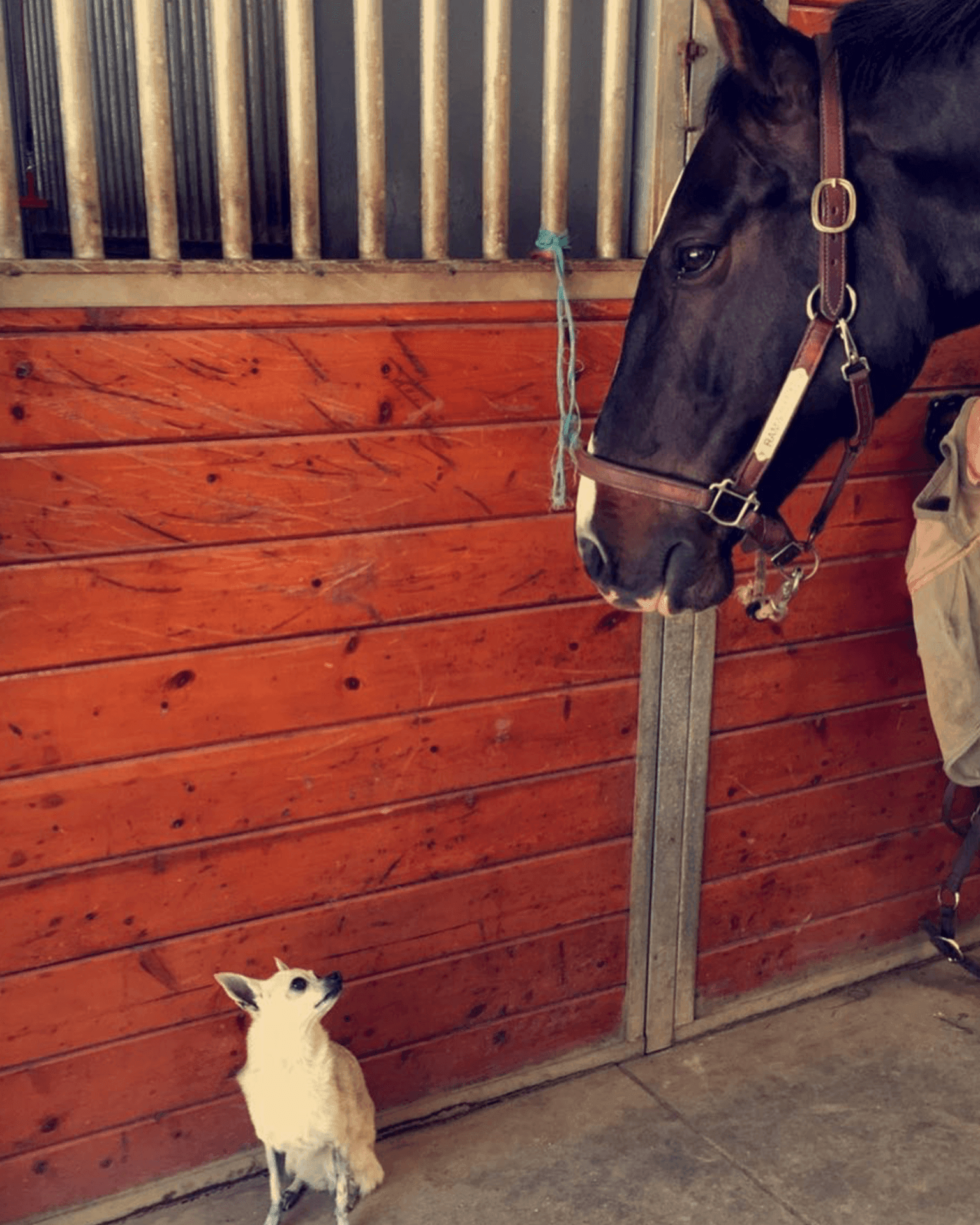 Small white dog looking up at large brown horse in front of wooden stable wall.