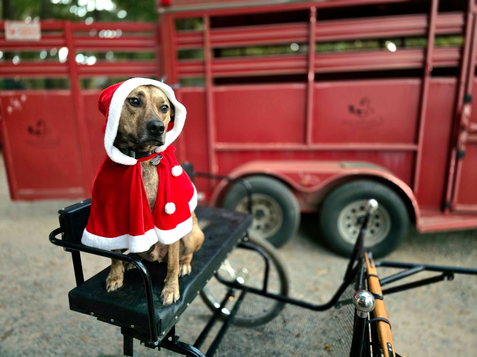 Dog wearing a red Santa cape sitting on a cart in front of a red trailer.