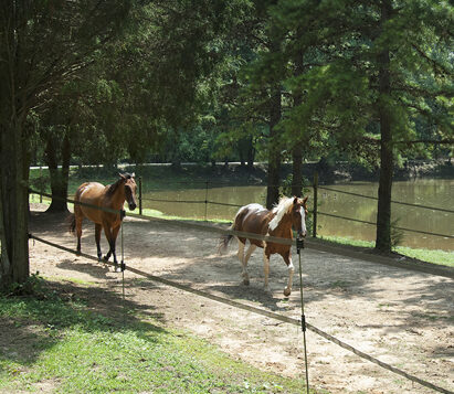 Horse Riding Lessons & Boarding